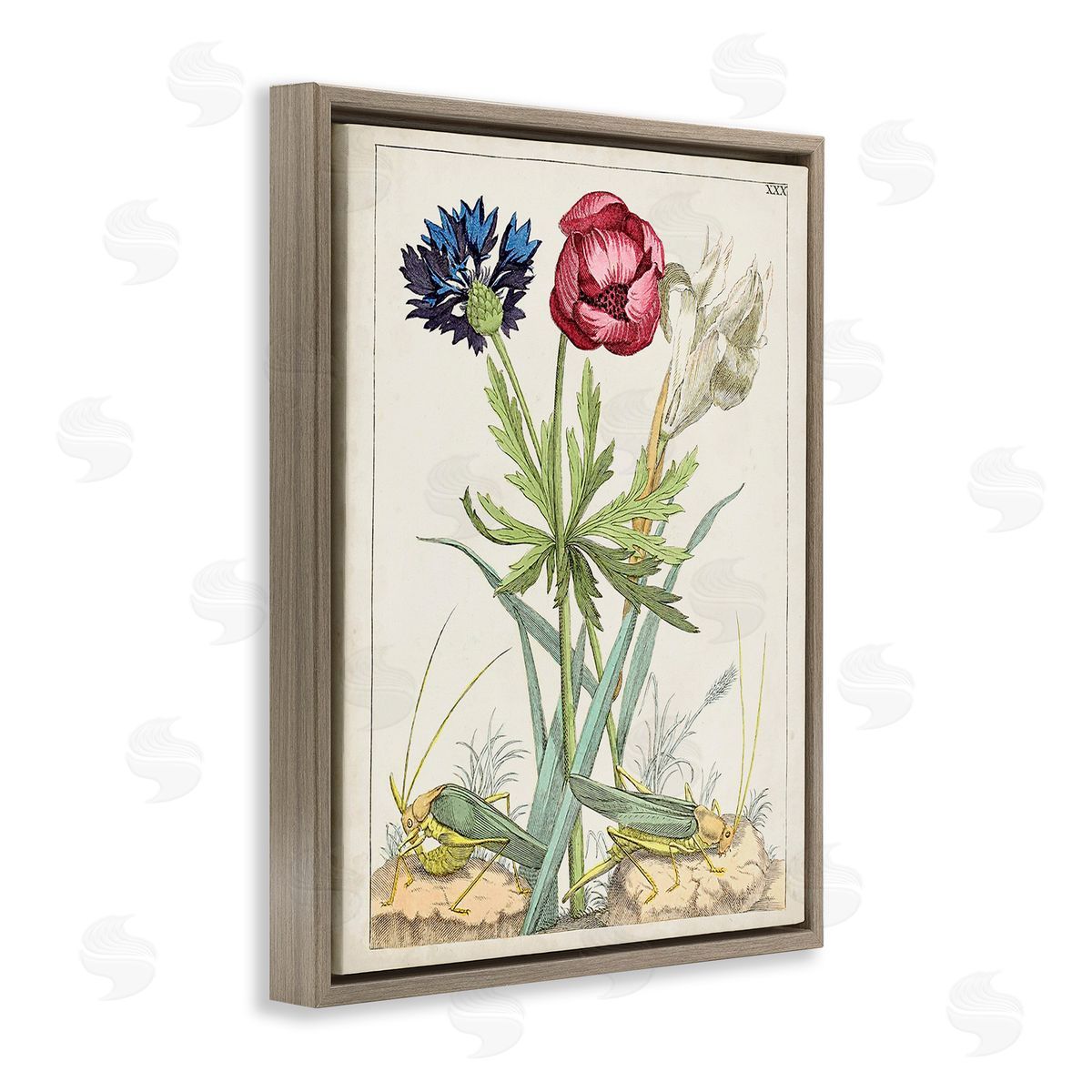 World Art Group Blooming Bulbs & Grasshoppers Brown Floating Frame Canvas Wall Art Print