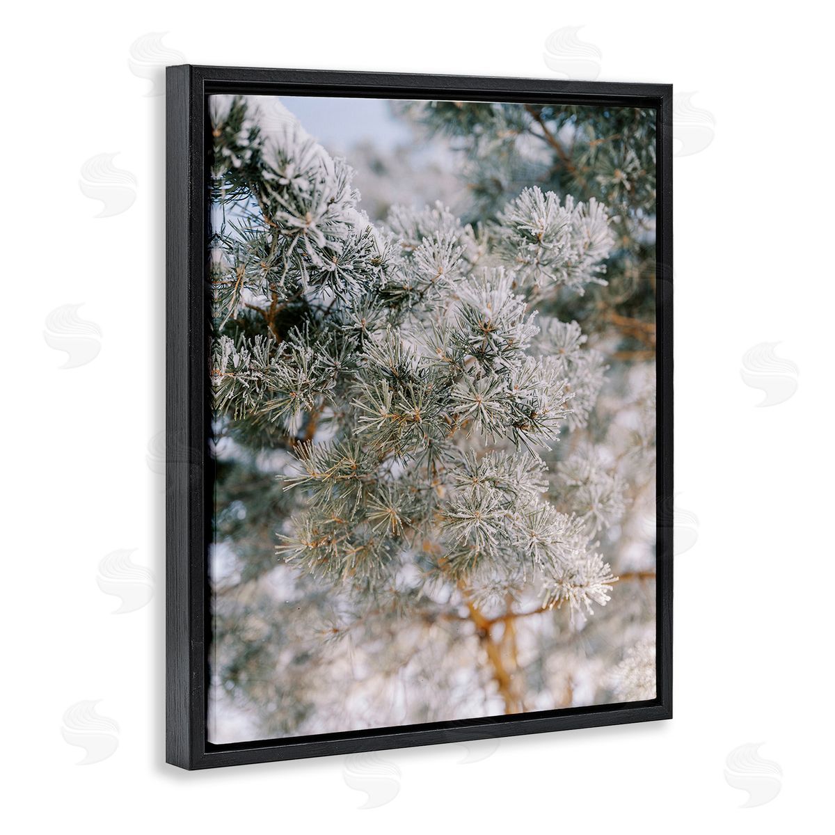 Justine Milton Frosted Fir Tree Branches Black Floating Frame Canvas Wall Art Print