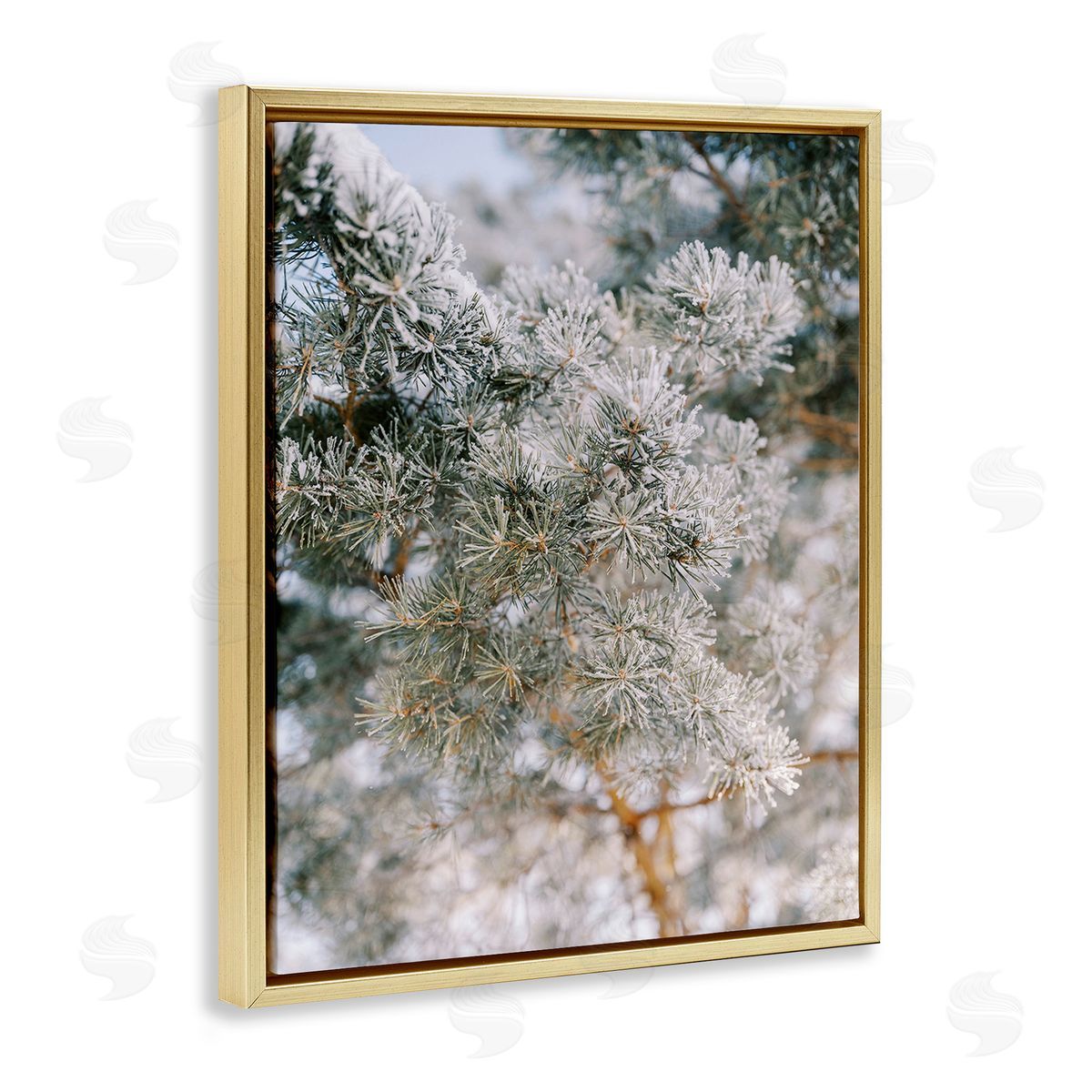 Justine Milton Frosted Fir Tree Branches Gold Floating Frame Canvas Wall Art Print