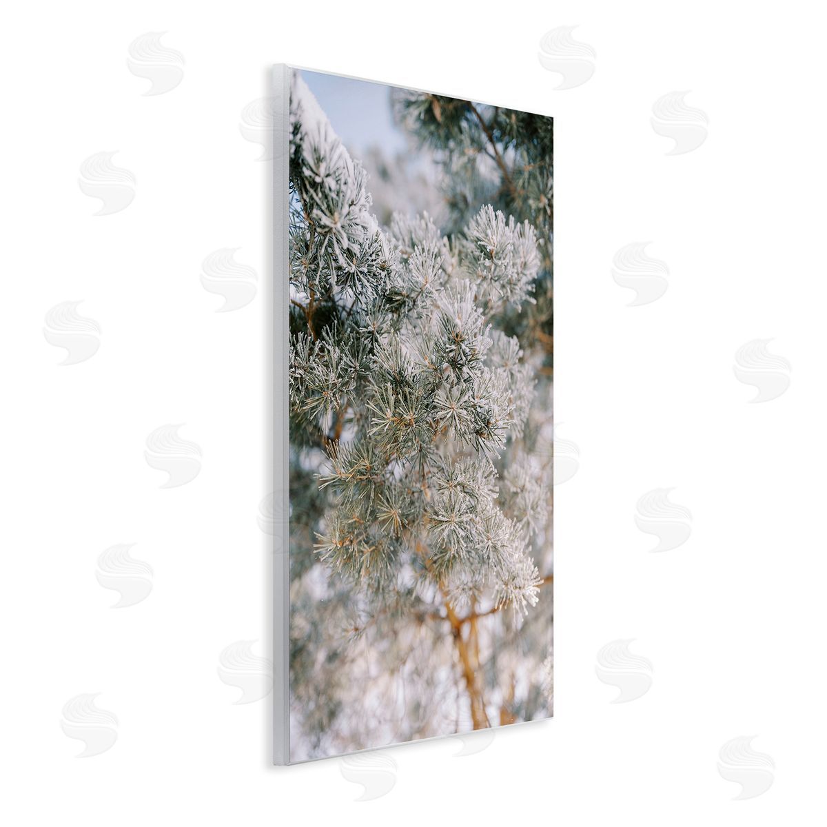 Justine Milton Frosted Fir Tree Branches Wooden Wall Plaque Art Print