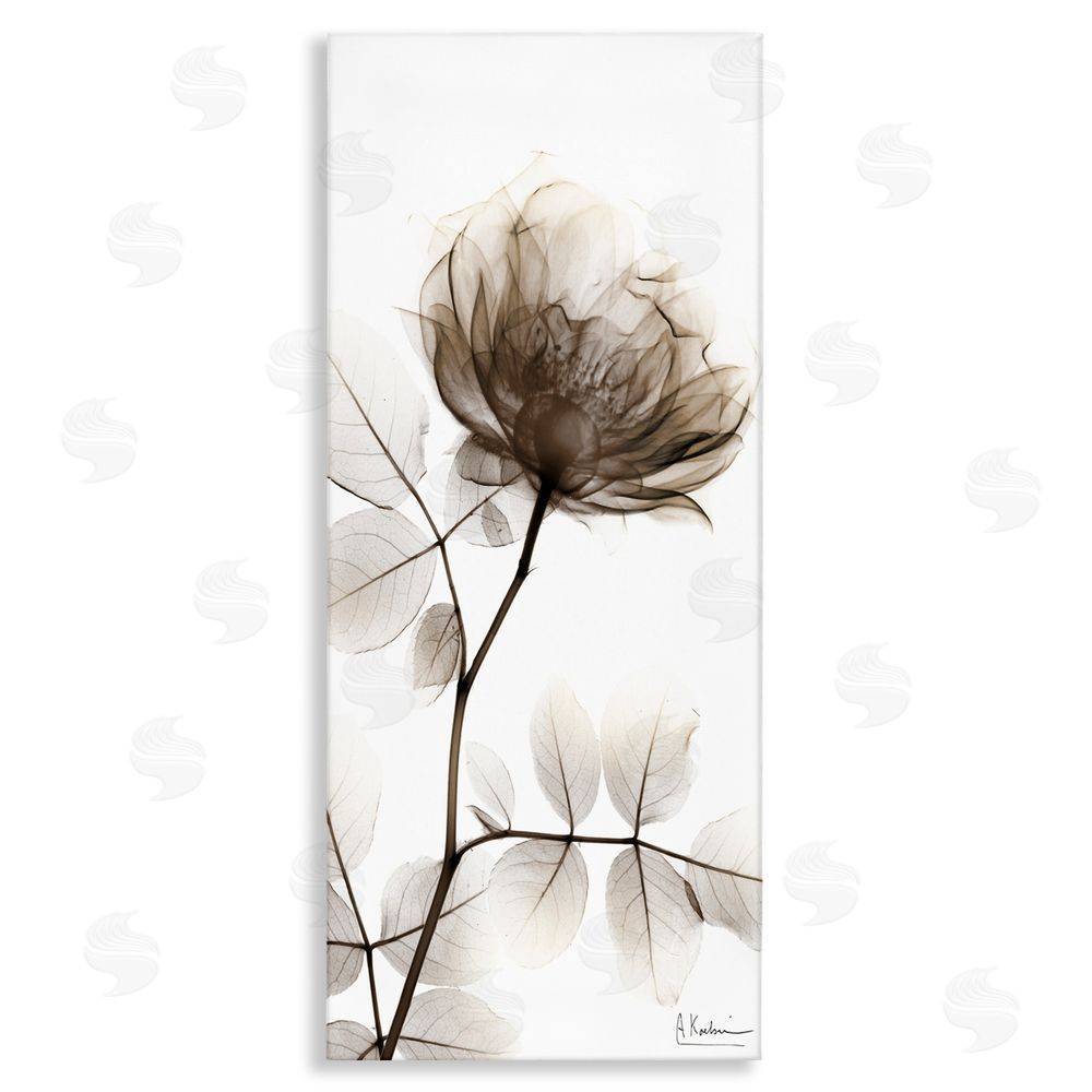 Albert Koetsier Contemporary X-Ray Flower