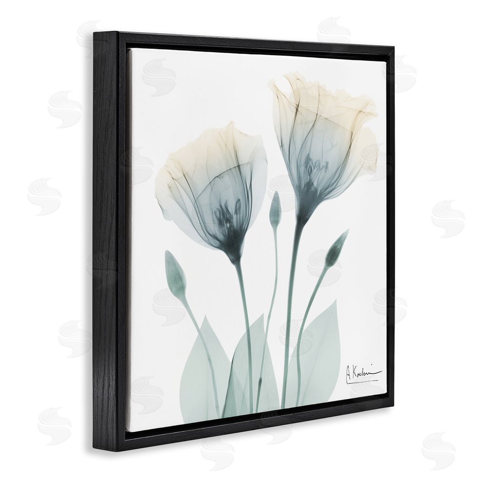 Albert Koetsier Opaque Tulip Duo Black Floating Frame Canvas Wall Art Print