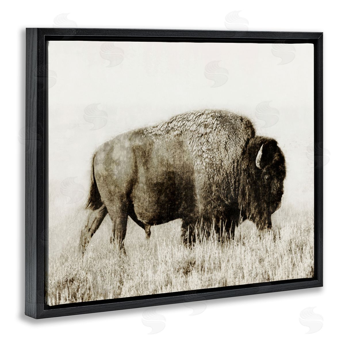 Dan Meneely Bison Grazing in Field Black Floating Frame Canvas Wall Art Print