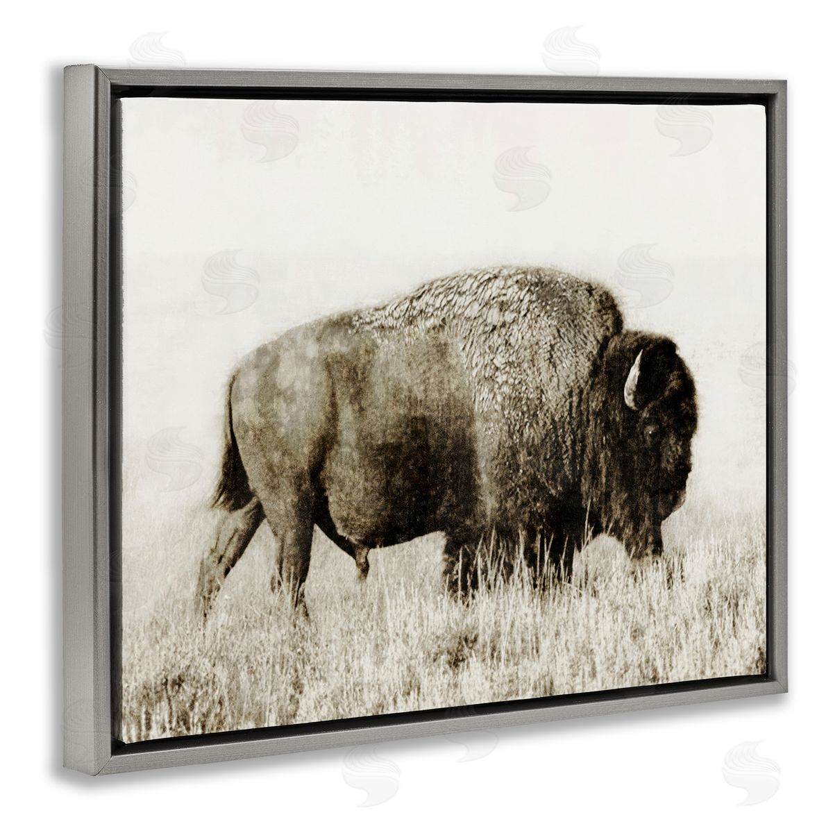Dan Meneely Bison Grazing in Field Gray Floating Frame Canvas Wall Art Print