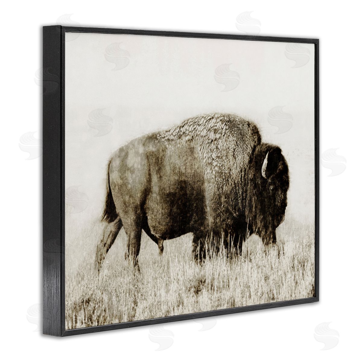 Dan Meneely Bison Grazing in Field Black Framed Giclee Wall Art Print