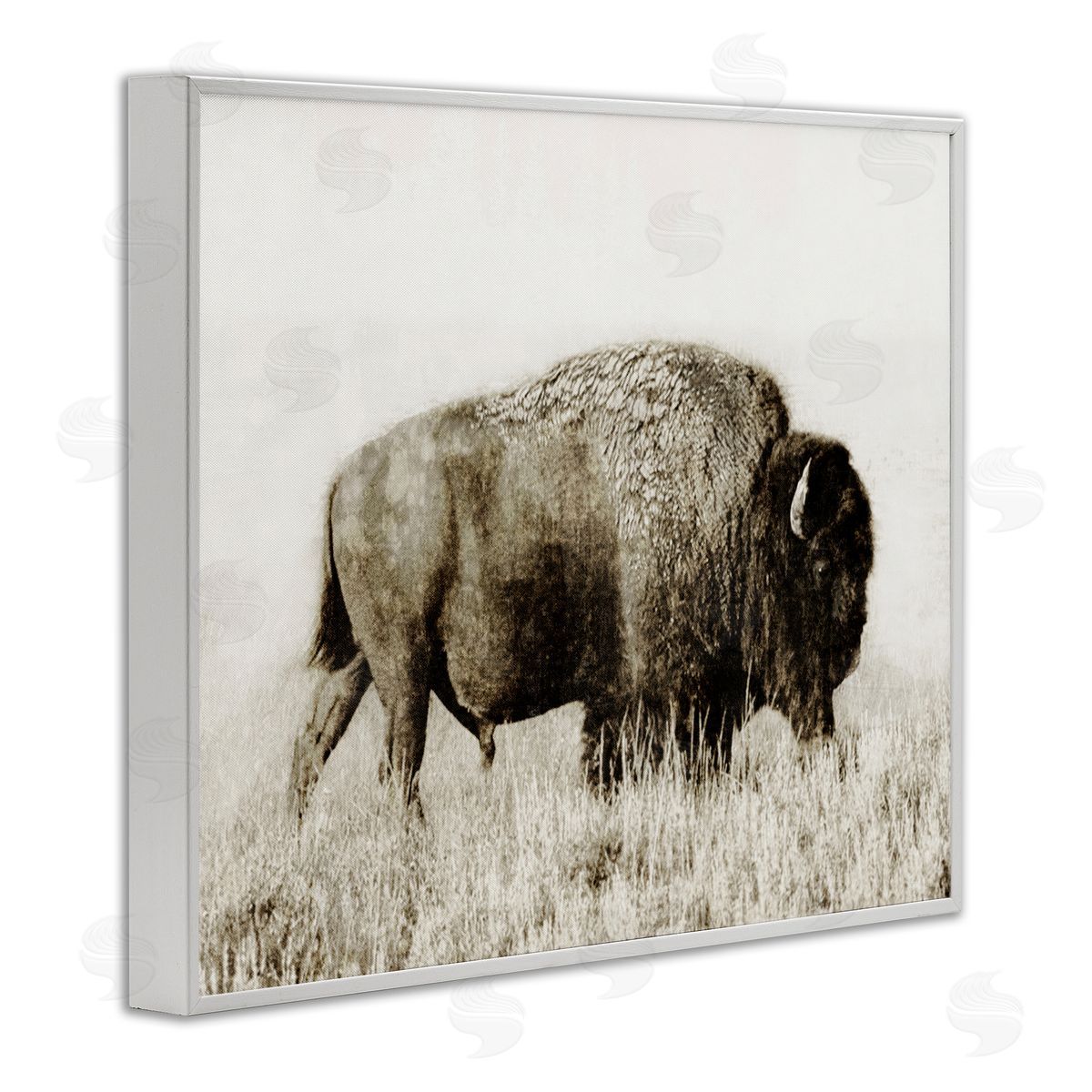 Dan Meneely Bison Grazing in Field White Framed Giclee Wall Art Print