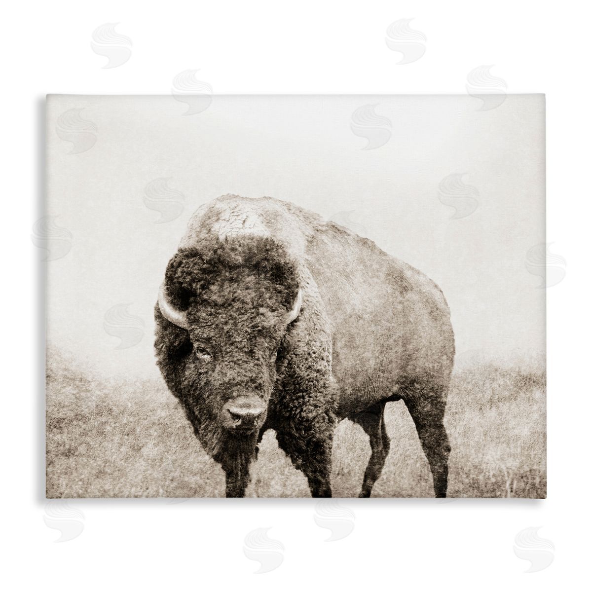Bison Distressed Portrait Canvas Wall Art, Home Decor by Dan Meneely