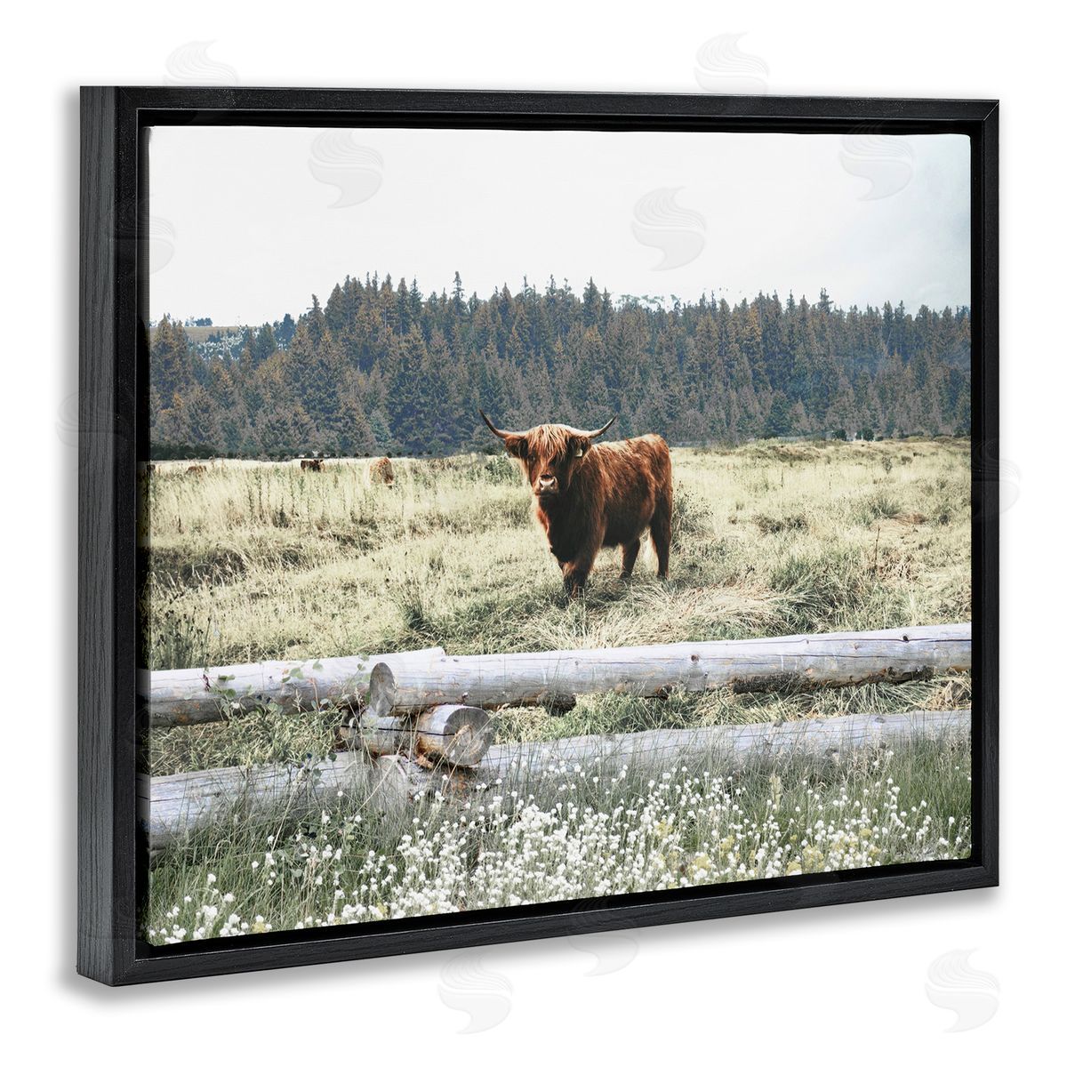 Cattle Overlooking Fence Black Floating Frame Canvas Wall Art, Home Decor by Gail Peck