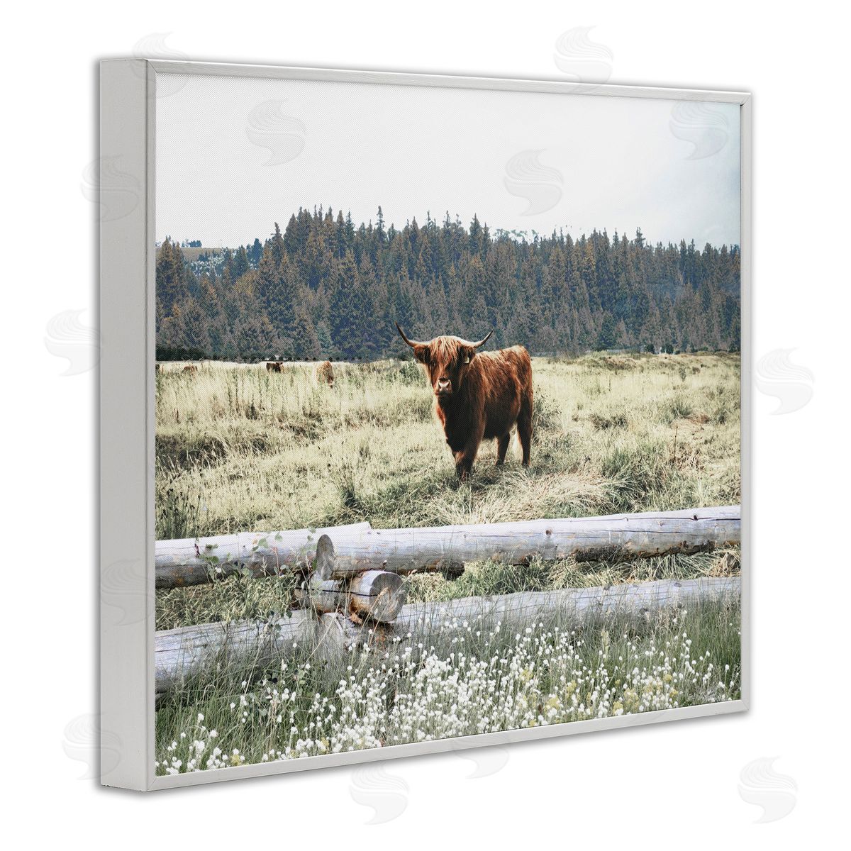 Cattle Overlooking Fence White Frame Print Wall Art, Home Decor by Gail Peck