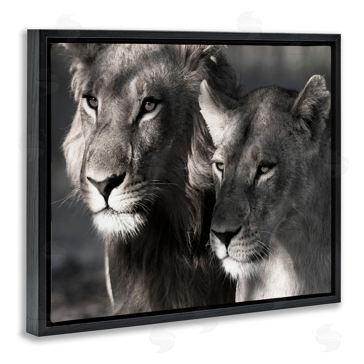 Strong Lion and Lioness Black Floating Frame Canvas Wall Art, Home Decor by Danita Delimont