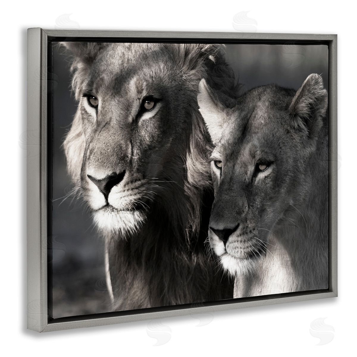 Strong Lion and Lioness Grey Floating Frame Canvas Wall Art, Home Decor by Danita Delimont