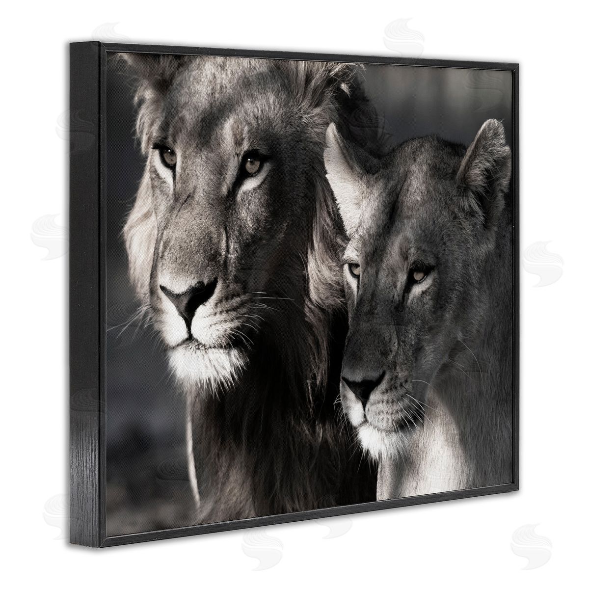 Strong Lion and Lioness Black Frame Print Wall Art, Home Decor by Danita Delimont