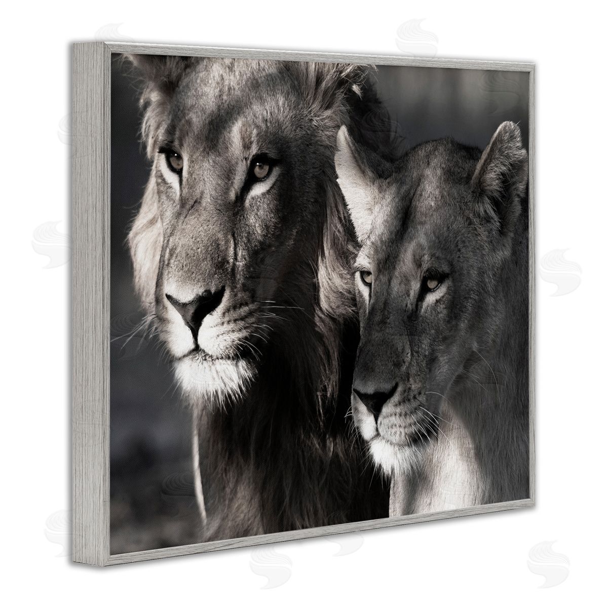 Strong Lion and Lioness Grey Frame Print Wall Art, Home Decor by Danita Delimont