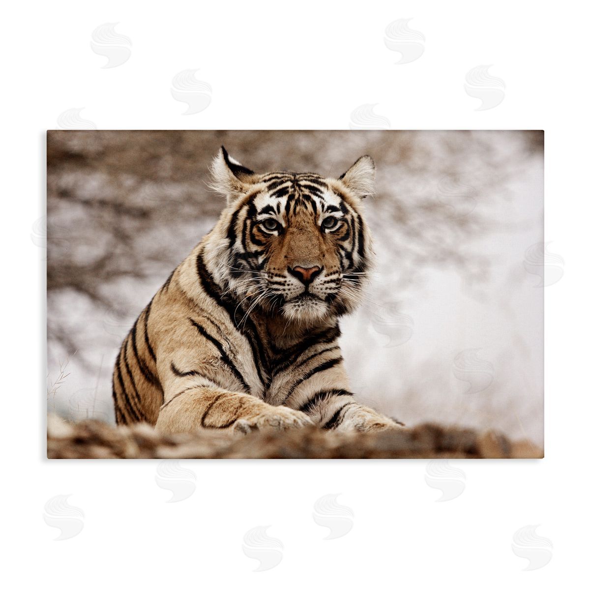Strong Tiger Atop Hill Canvas Wall Art, Home Decor by Danita Delimont