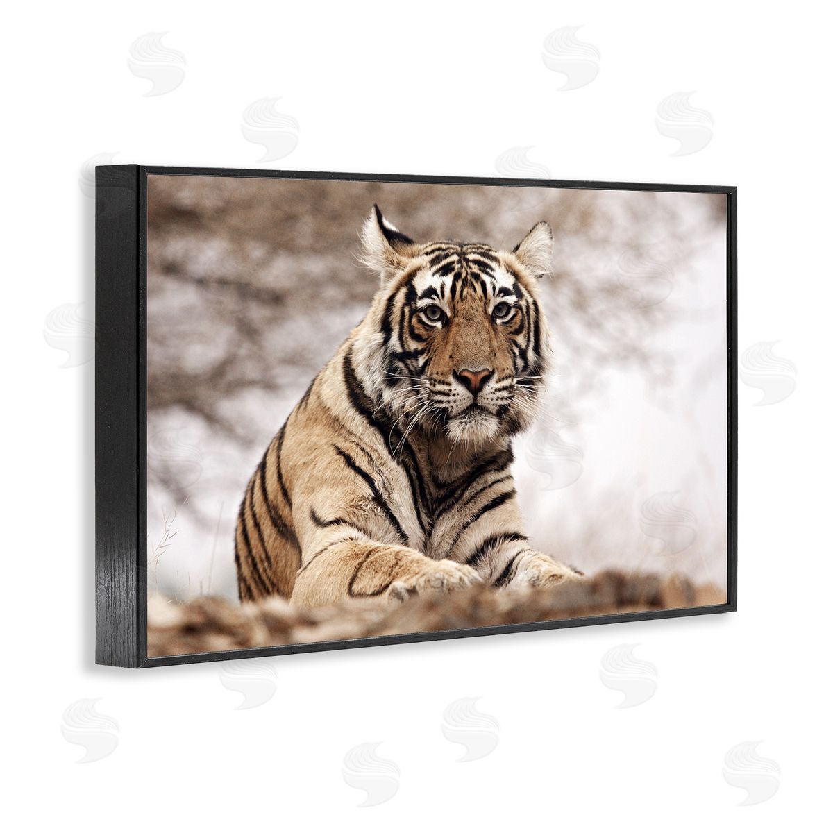 Strong Tiger Atop Hill Black Frame Print Wall Art, Home Decor by Danita Delimont