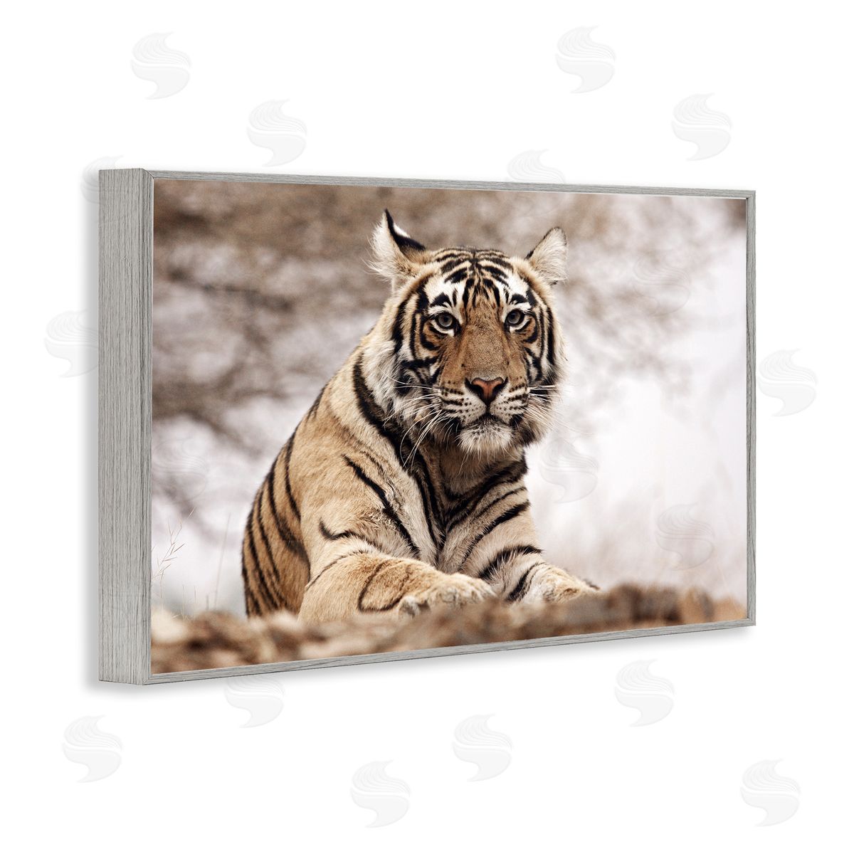 Strong Tiger Atop Hill Grey Frame Print Wall Art, Home Decor by Danita Delimont