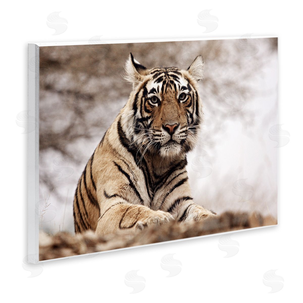 Strong Tiger Atop Hill Wood Plaque Wall Art, Home Decor by Danita Delimont