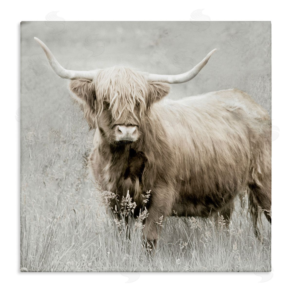 Subtle Longhorn Cattle Canvas Wall Art, Home Decor by Danita Delimont
