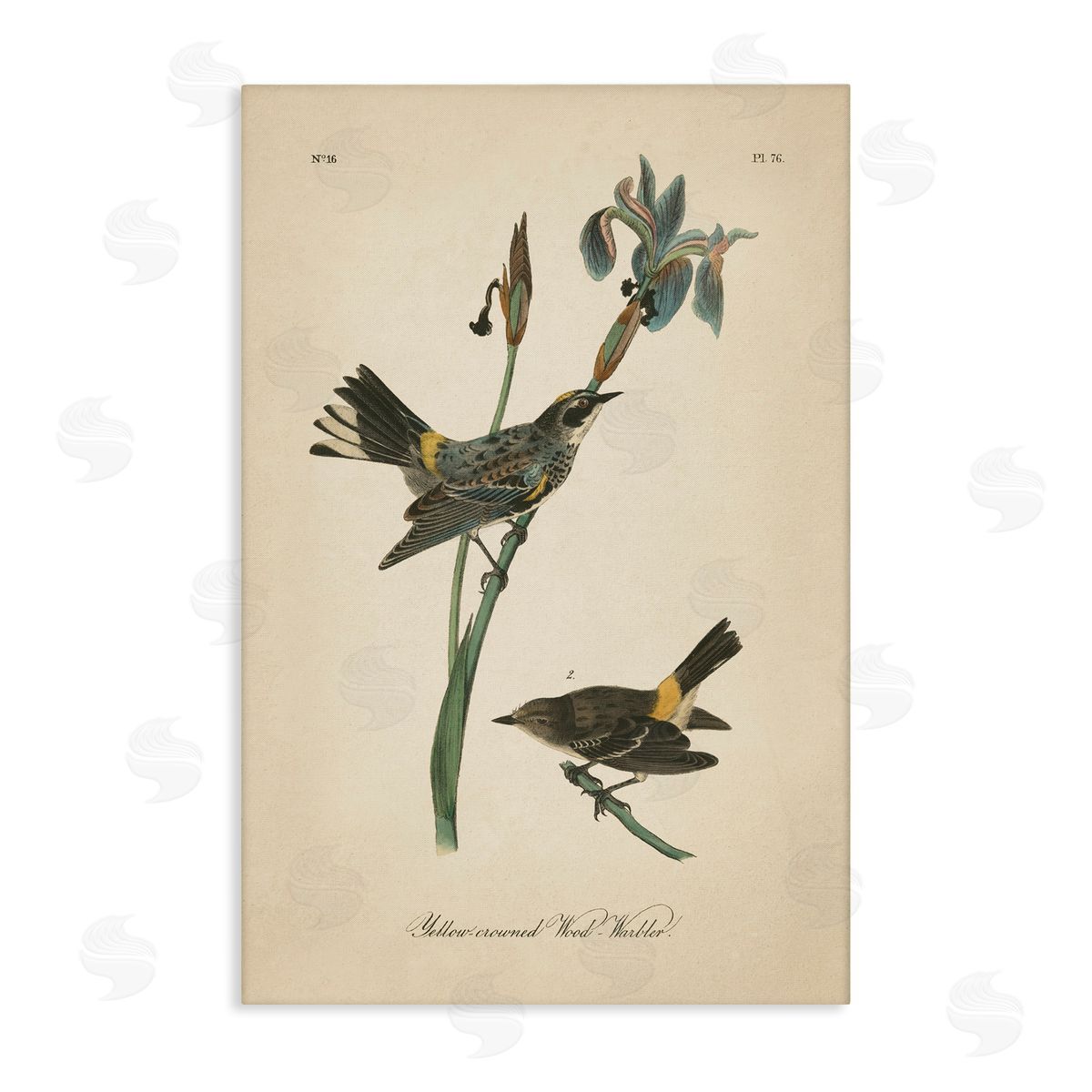 Vintage Warbler Study Canvas Wall Art, Home Decor by Wild Apple Portfolio
