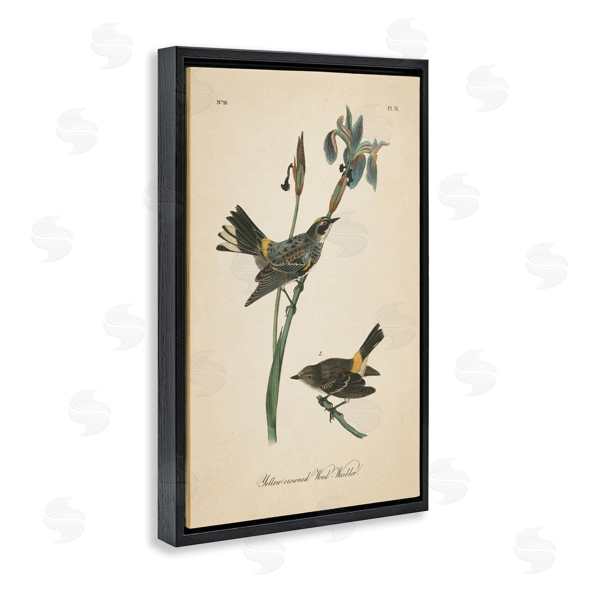 Vintage Warbler Study Black Floating Frame Canvas Wall Art, Home Decor by Wild Apple Portfolio