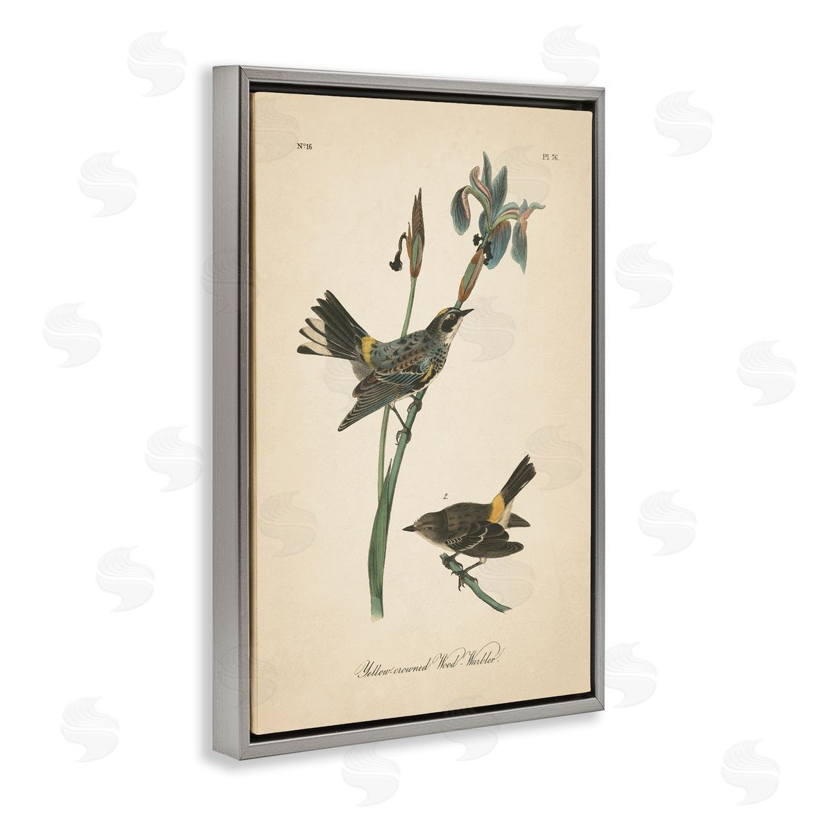 Vintage Warbler Study Grey Floating Frame Canvas Wall Art, Home Decor by Wild Apple Portfolio