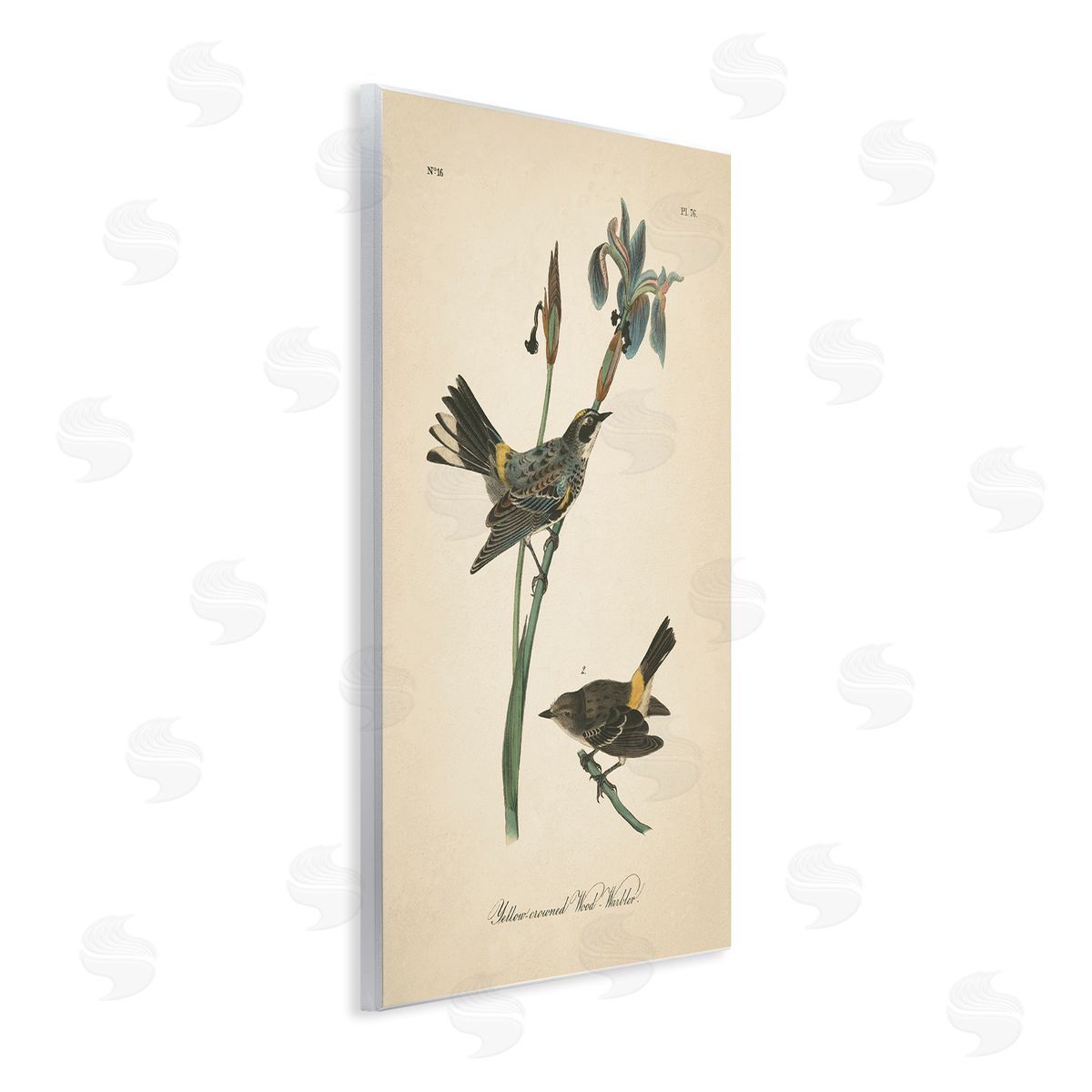 Vintage Warbler Study Wood Plaque Wall Art, Home Decor by Wild Apple Portfolio
