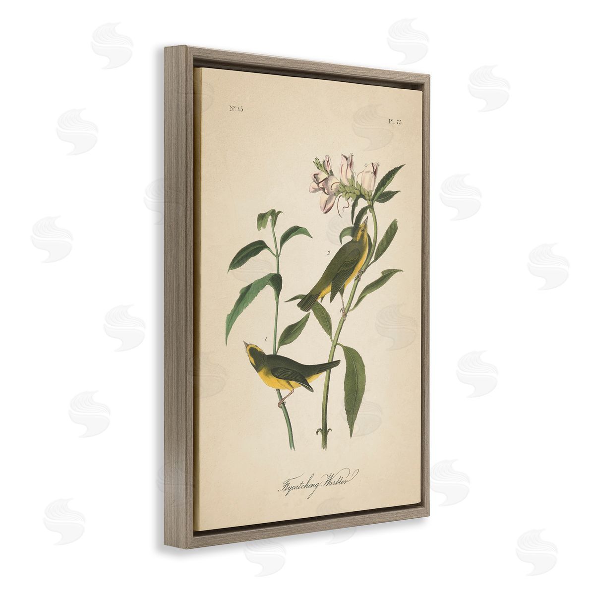 Vintage Warbler Diagram Brown Floating Frame Canvas Wall Art, Home Decor by Wild Apple Portfolio