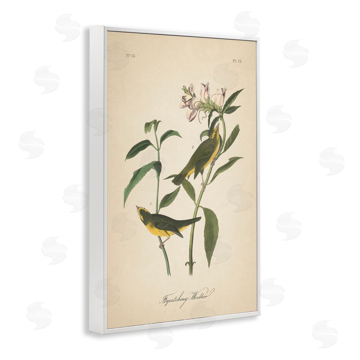 Vintage Warbler Diagram White Frame Print Wall Art, Home Decor by Wild Apple Portfolio