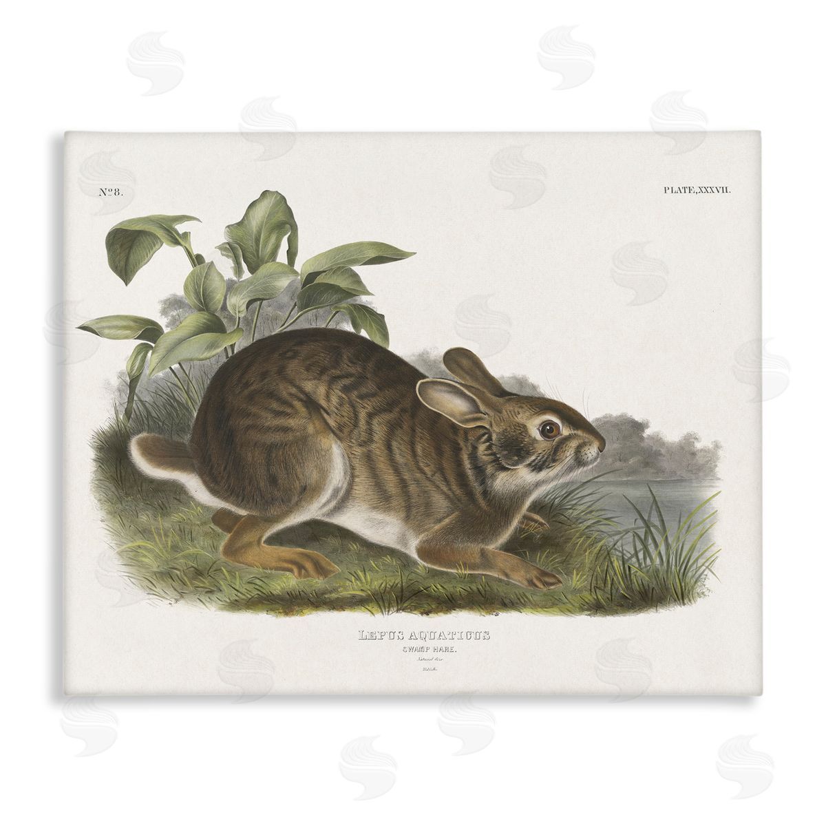 Vintage Cottage Hare Canvas Wall Art, Home Decor by Wild Apple Portfolio