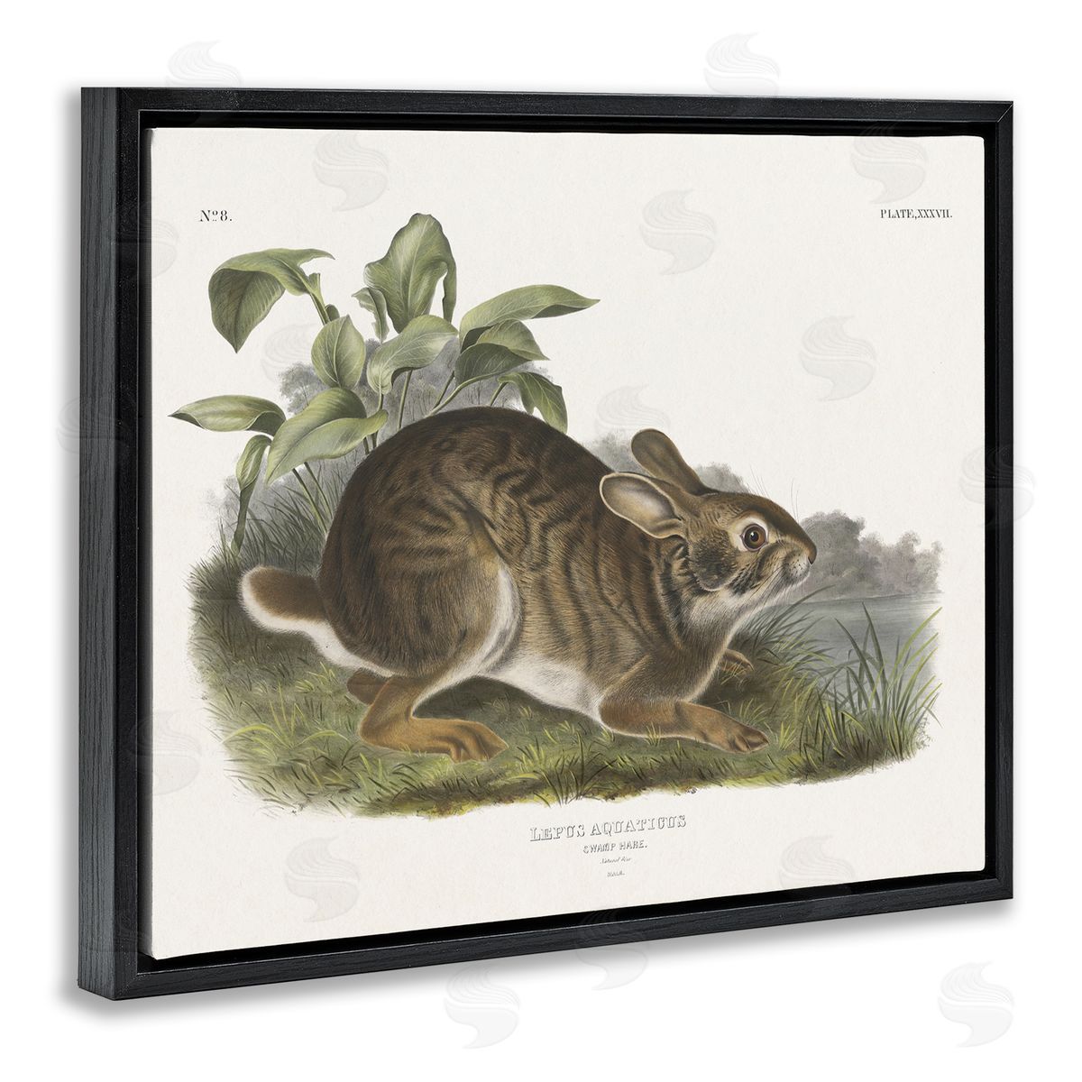 Vintage Cottage Hare Black Floating Frame Canvas Wall Art, Home Decor by Wild Apple Portfolio