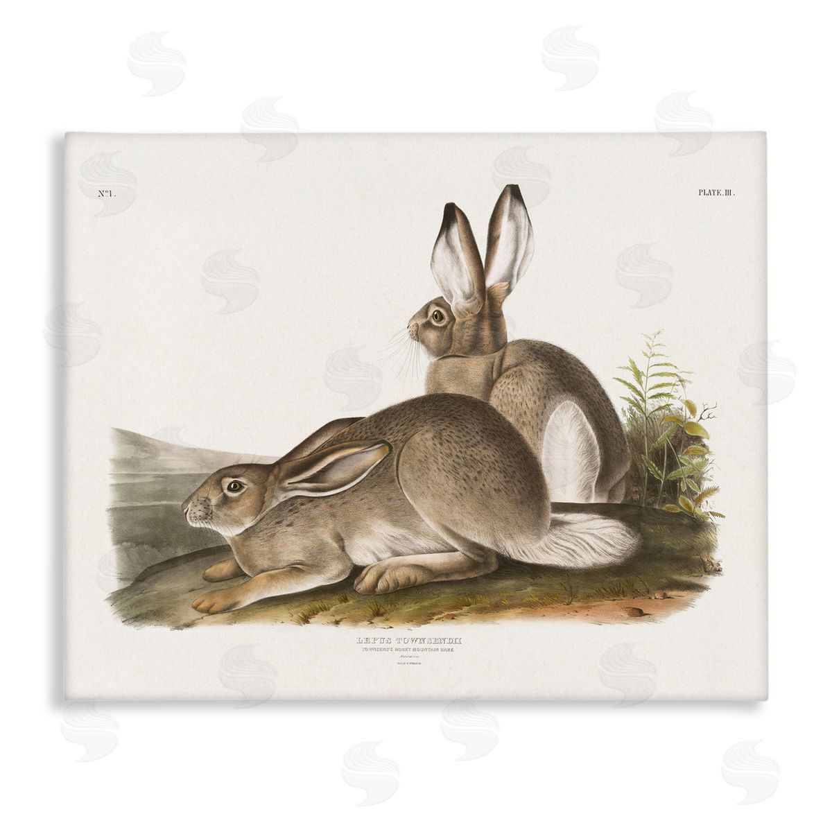 Traditional Cottage Hare Canvas Wall Art, Home Decor by Wild Apple Portfolio