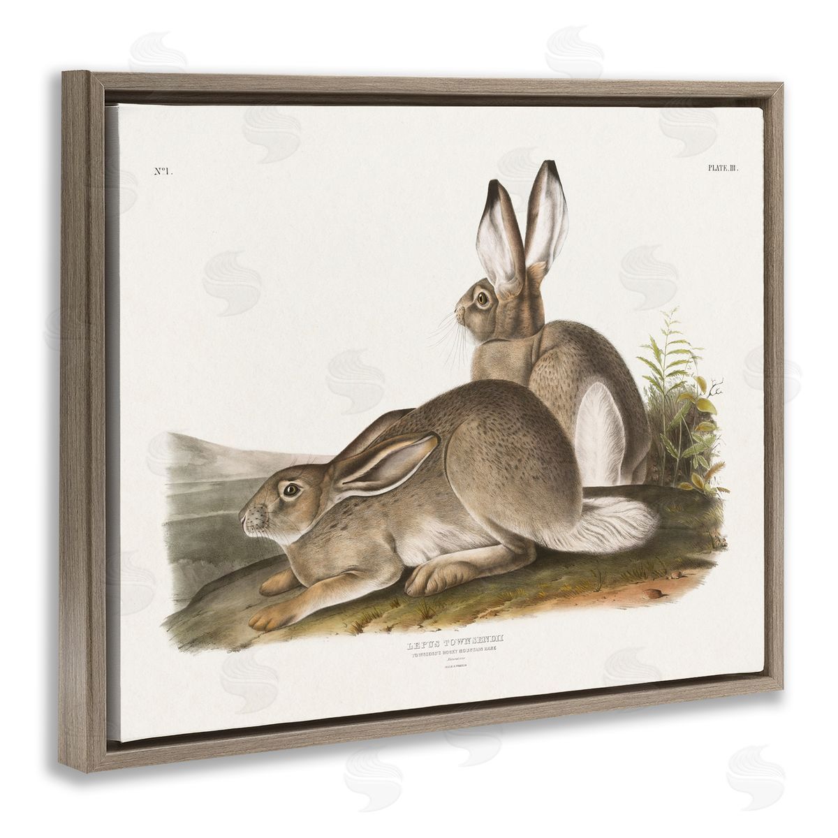 Traditional Cottage Hare Brown Floating Frame Canvas Wall Art, Home Decor by Wild Apple Portfolio