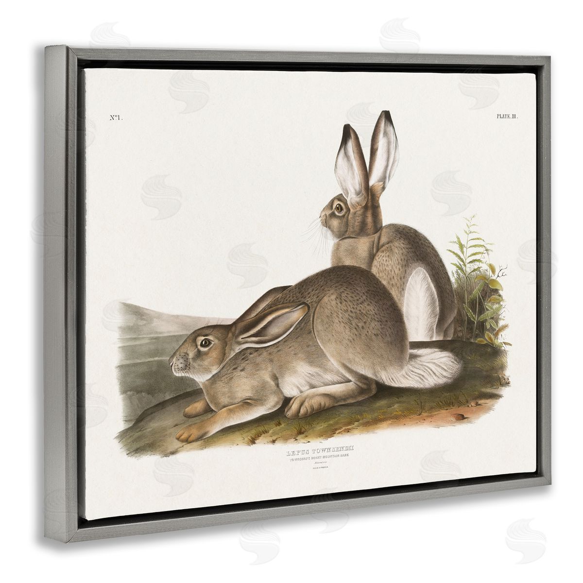 Traditional Cottage Hare Grey Floating Frame Canvas Wall Art, Home Decor by Wild Apple Portfolio