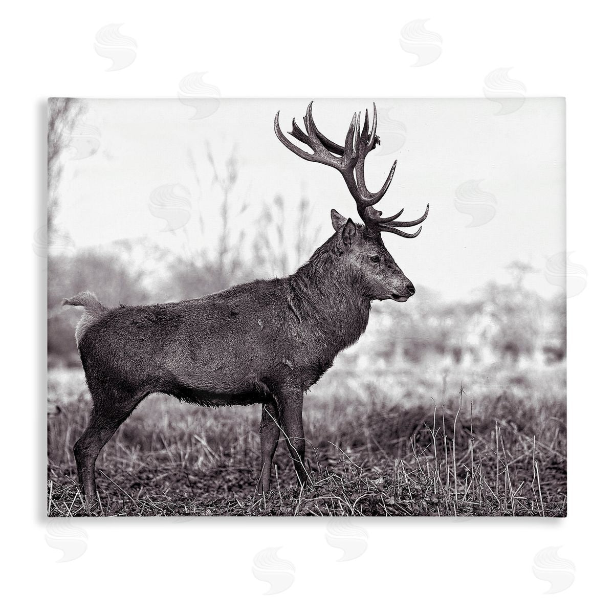 Elk in Peaceful Forest Canvas Wall Art, Home Decor by Jasper Huish