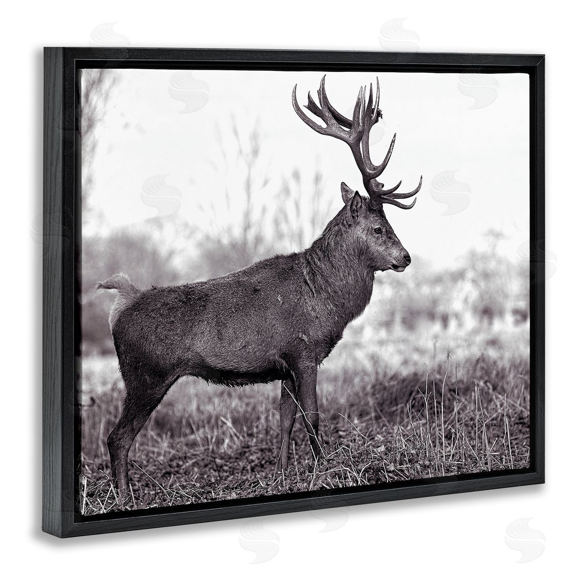 Elk in Peaceful Forest Black Floating Frame Canvas Wall Art, Home Decor by Jasper Huish