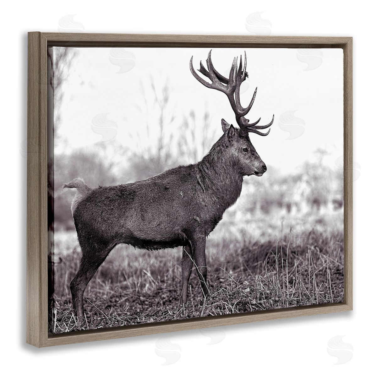 Elk in Peaceful Forest Brown Floating Frame Canvas Wall Art, Home Decor by Jasper Huish