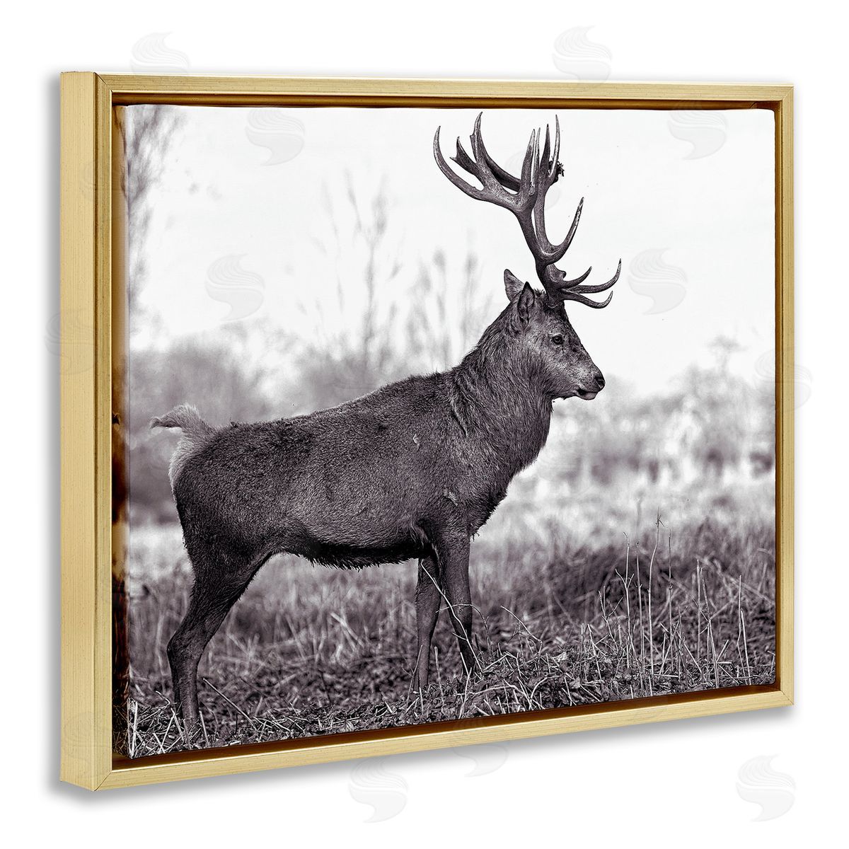 Elk in Peaceful Forest Gold Floating Frame Canvas Wall Art, Home Decor by Jasper Huish