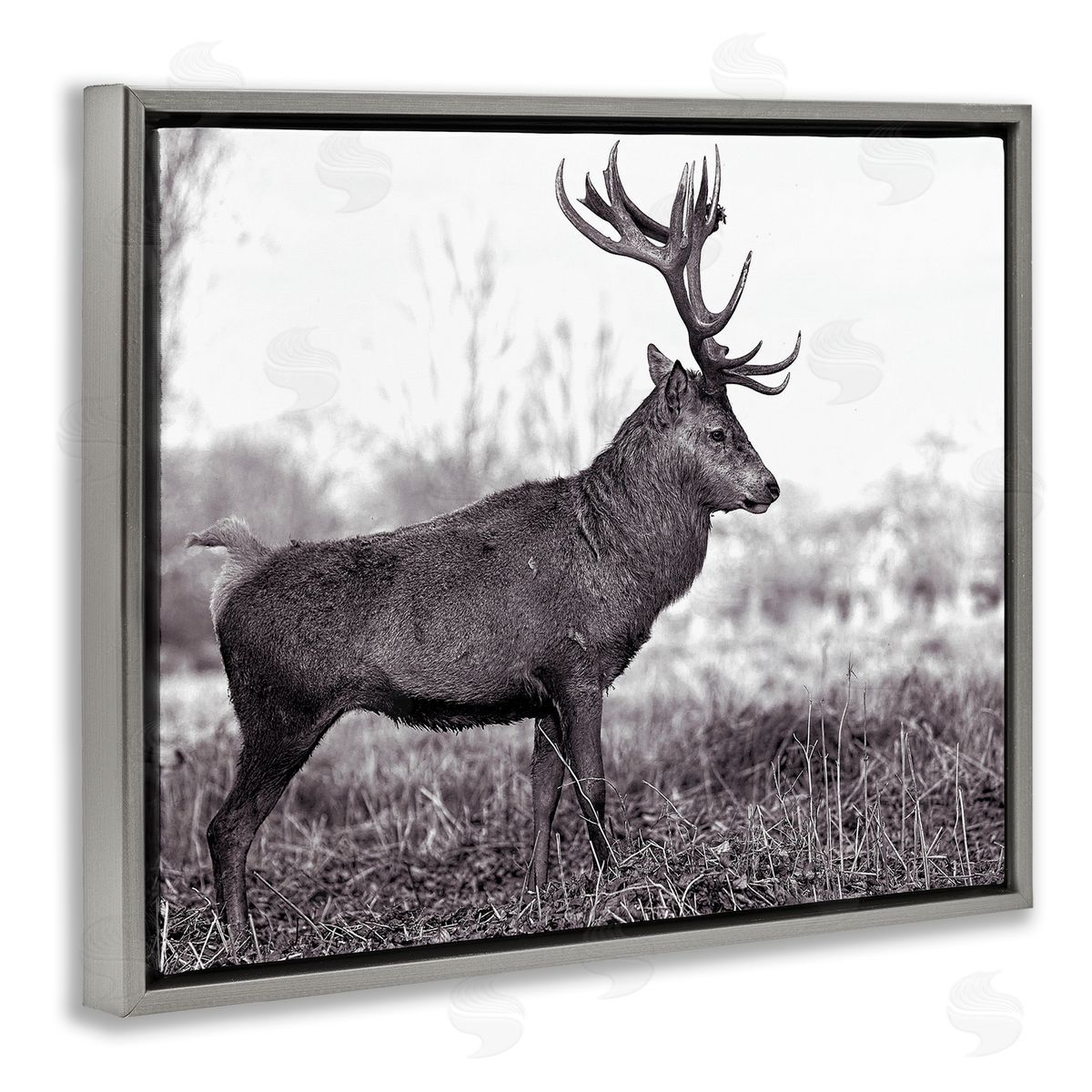 Elk in Peaceful Forest Grey Floating Frame Canvas Wall Art, Home Decor by Jasper Huish
