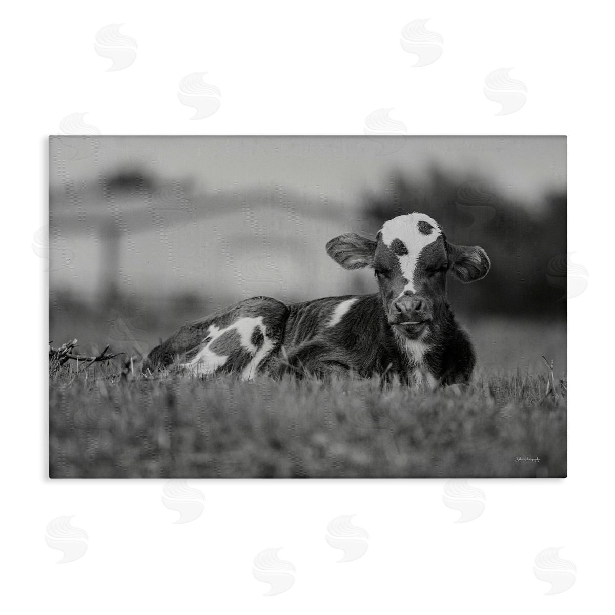Resting Cow in Grass Canvas Wall Art, Home Decor by Dakota Diener