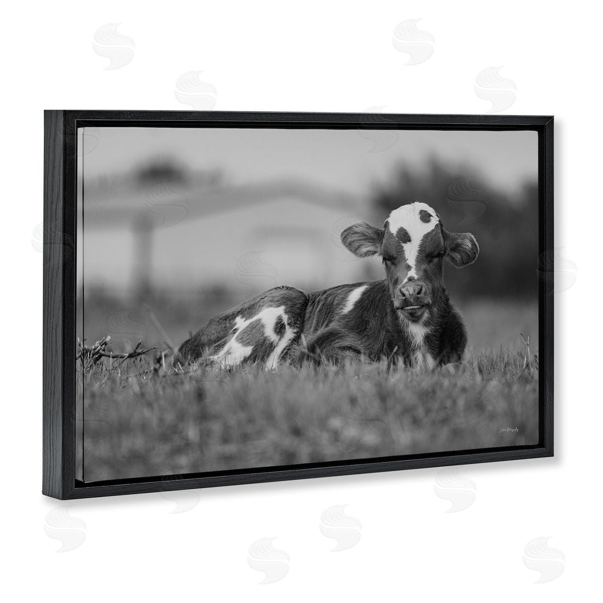 Resting Cow in Grass Black Floating Frame Canvas Wall Art, Home Decor by Dakota Diener