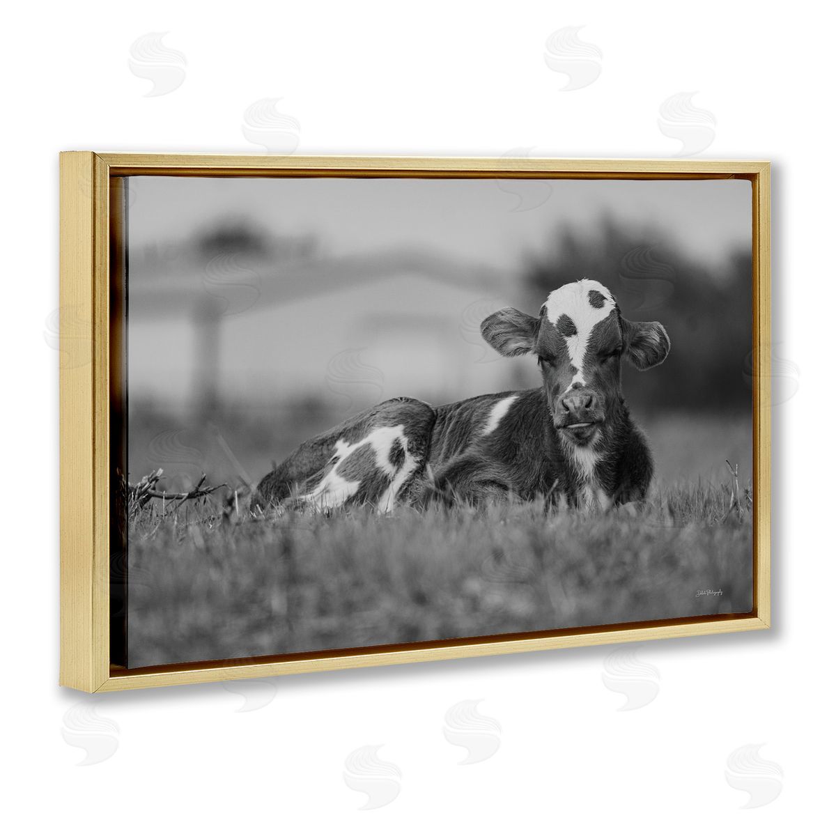 Resting Cow in Grass Gold Floating Frame Canvas Wall Art, Home Decor by Dakota Diener