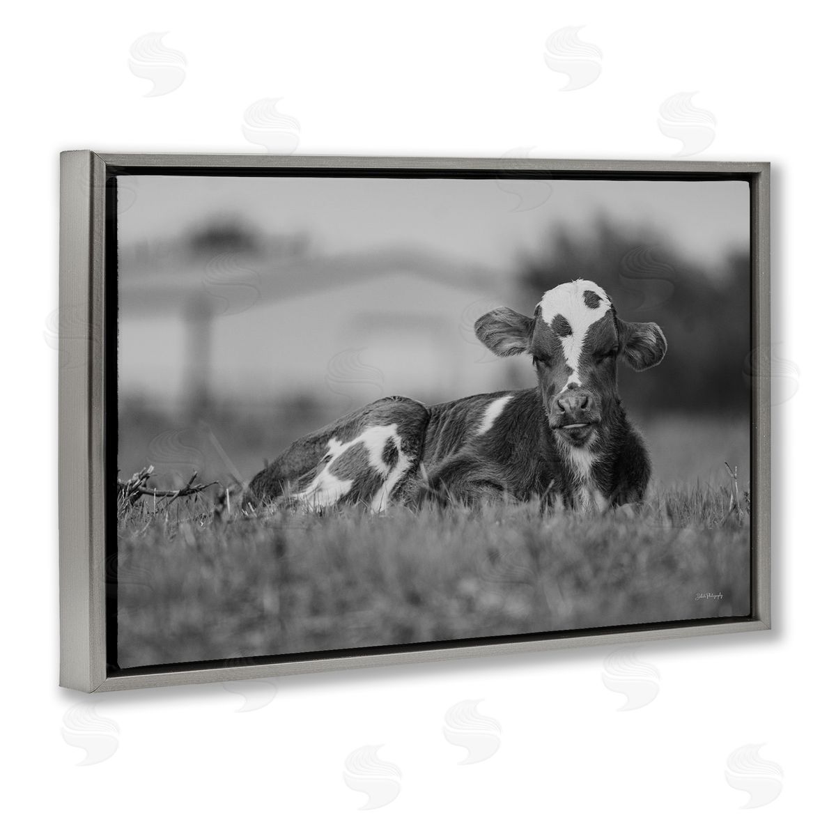Resting Cow in Grass Grey Floating Frame Canvas Wall Art, Home Decor by Dakota Diener