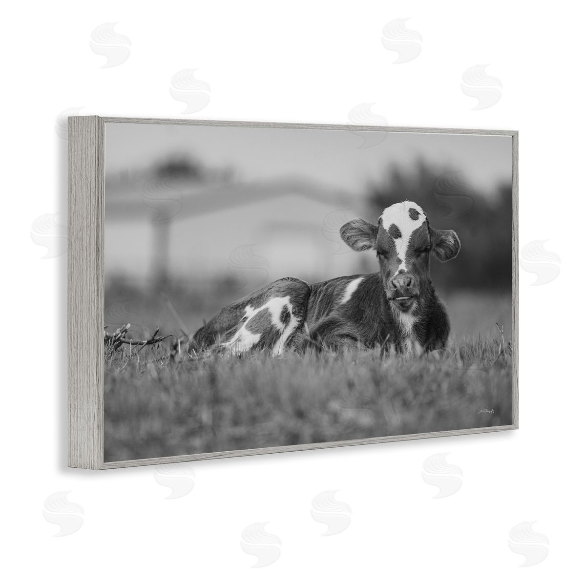 Resting Cow in Grass Grey Frame Print Wall Art, Home Decor by Dakota Diener