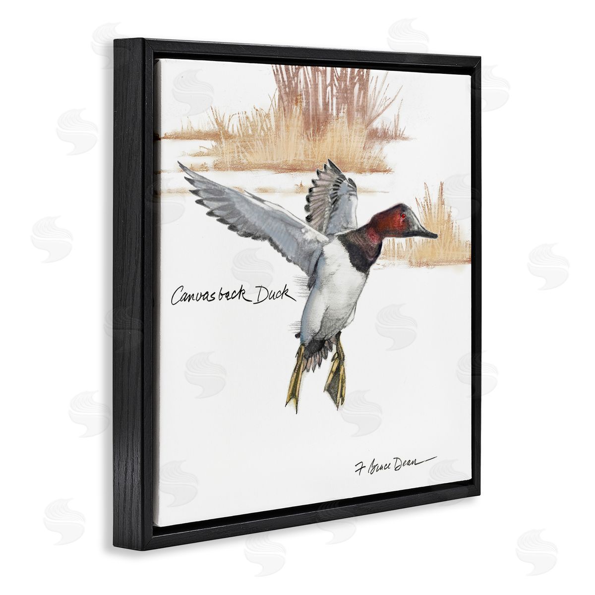 Jadei Graphics Canvasback Duck Flying Black Floating Frame Canvas Wall Art Print
