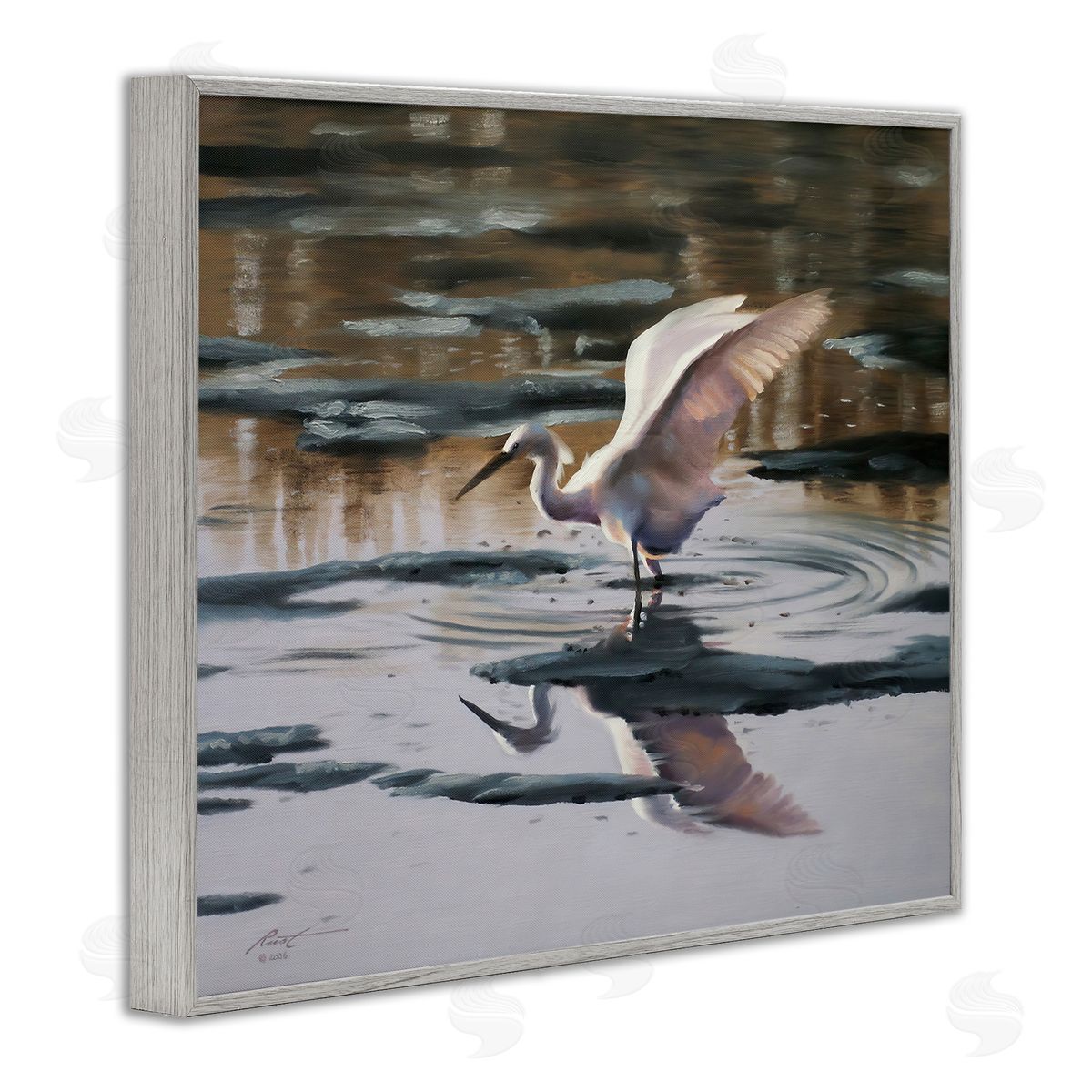 Swan Landing in Water Grey Frame Print Wall Art, Home Decor by D. Rust