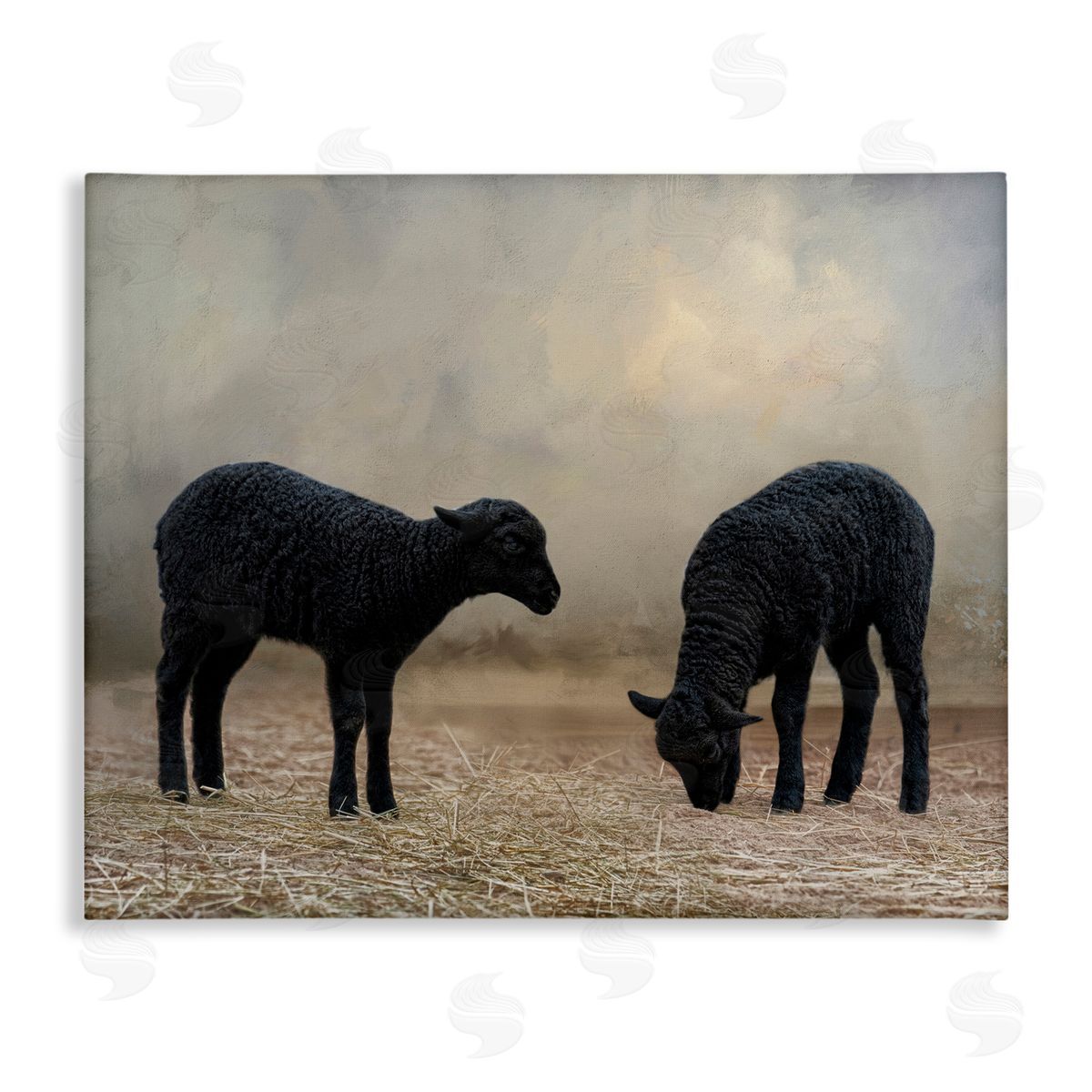 Black Sheep Grazing Canvas Wall Art, Home Decor by Kelley Parker