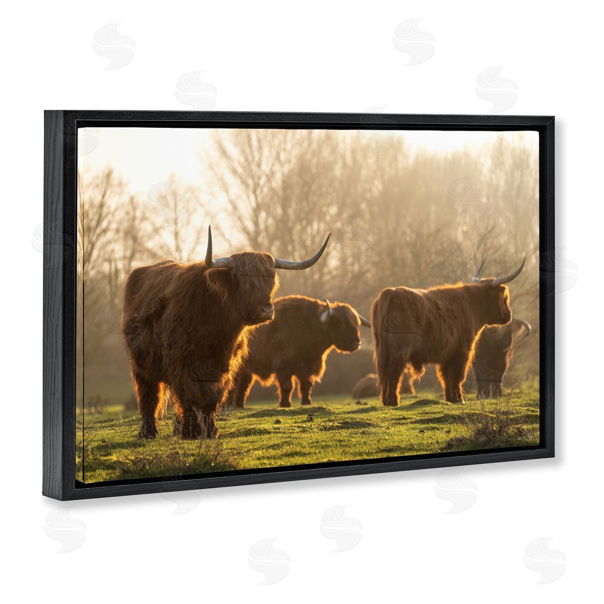 Longhorns in Foggy Pasture Black Floating Frame Canvas Wall Art, Home Decor by Martin Podt Photography