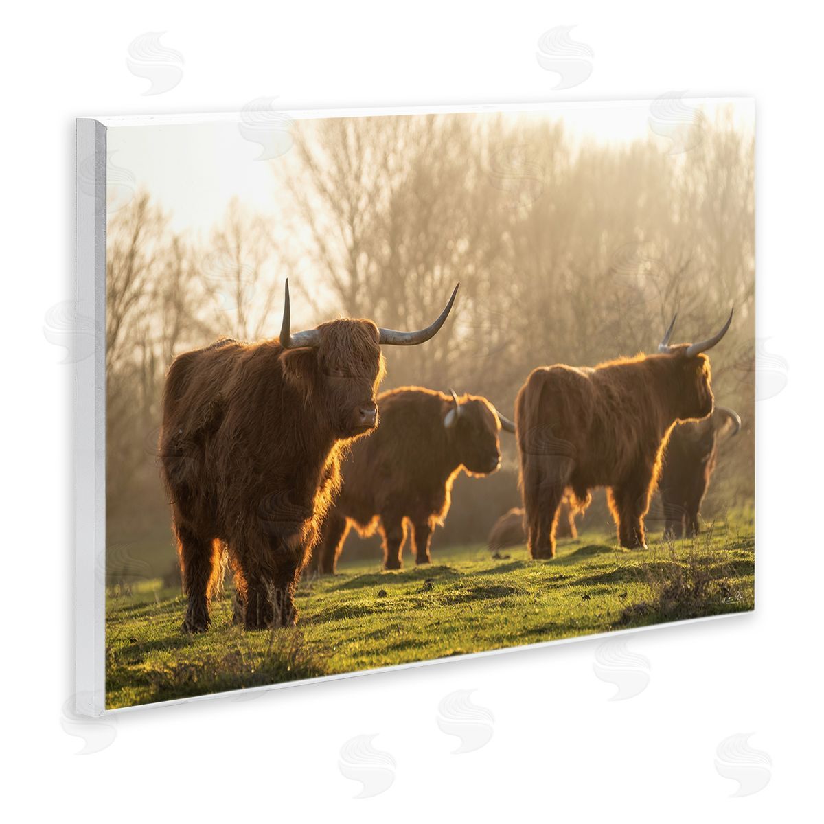 Longhorns in Foggy Pasture Wood Plaque Wall Art, Home Decor by Martin Podt Photography
