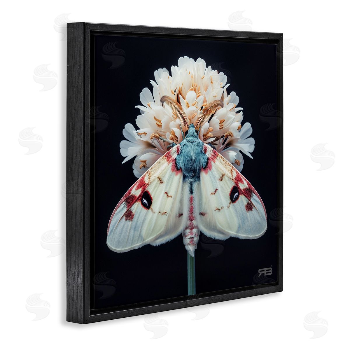 Moth and White Flowers Black Floating Frame Canvas Wall Art, Home Decor by Roozbeh Bahramali