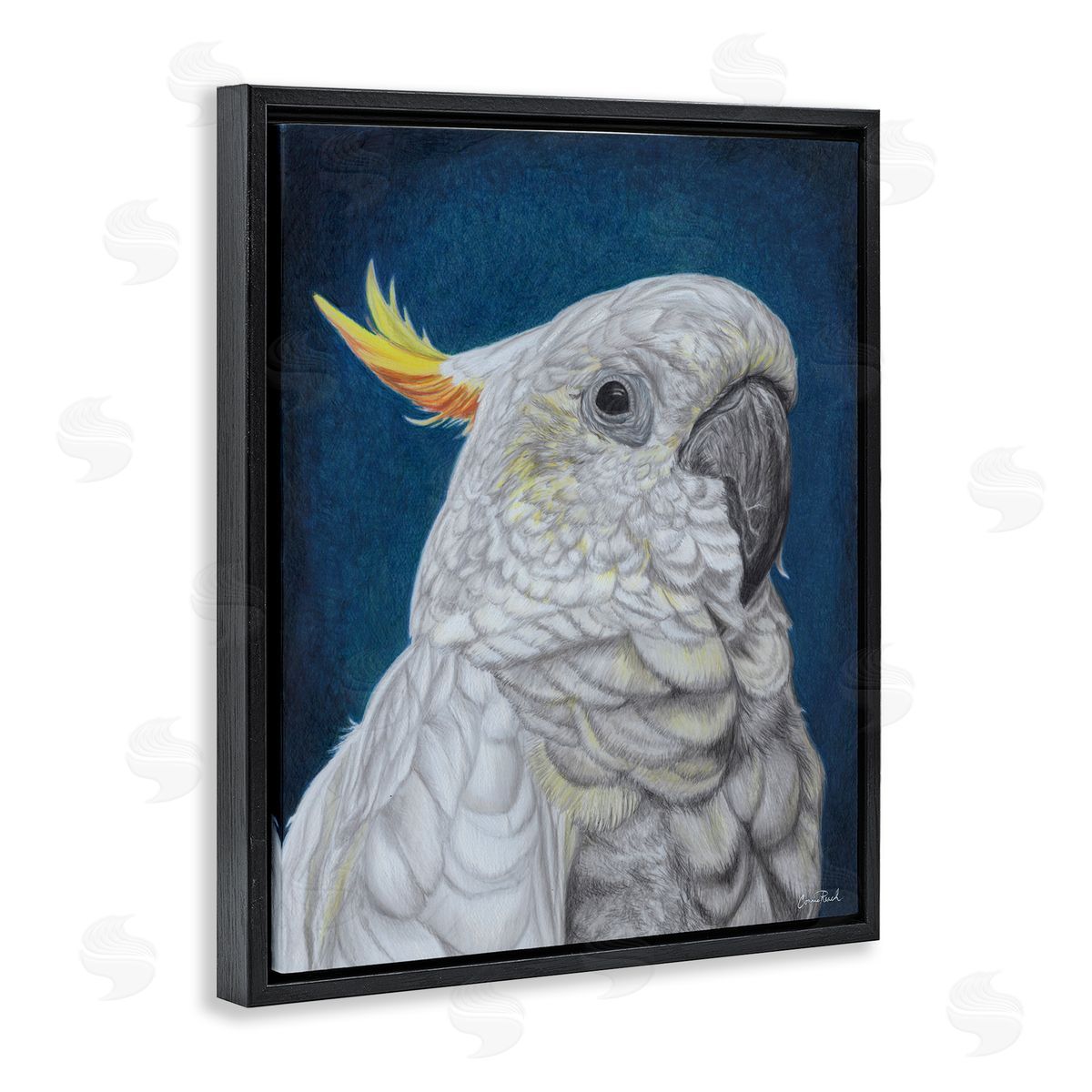 Traditional Cockatoo Visage Black Floating Frame Canvas Wall Art, Home Decor by Connie Resch